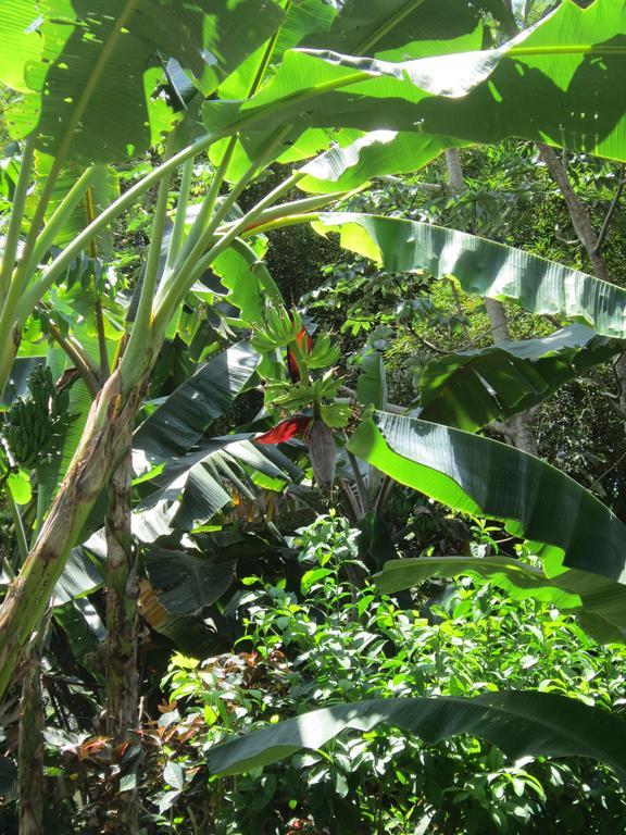 Hotel El Paraiso Escondido - Costa Rica 자코 외부 사진