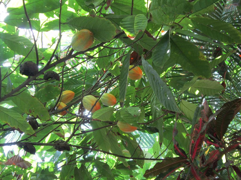 Hotel El Paraiso Escondido - Costa Rica 자코 외부 사진